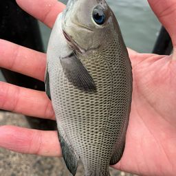 コトヒキ