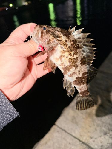 ベッコウゾイの釣果