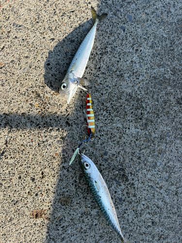 サバの釣果