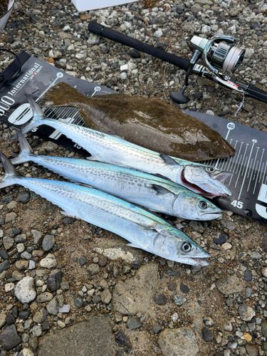 ヒラメの釣果