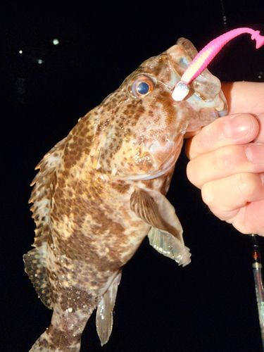 ベッコウゾイの釣果