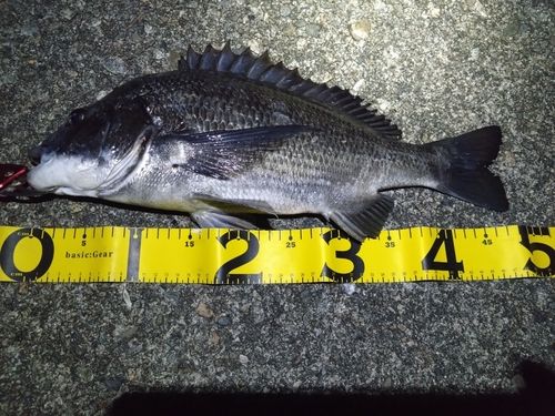 クロダイの釣果