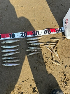 シロギスの釣果