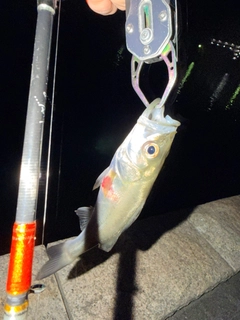 セイゴ（マルスズキ）の釣果
