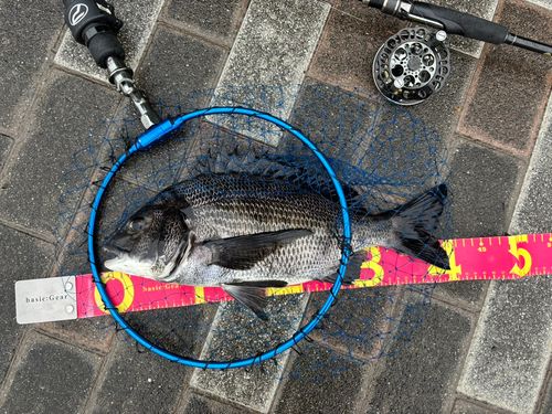 クロダイの釣果