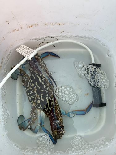 タイワンガザミの釣果