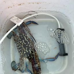 タイワンガザミ