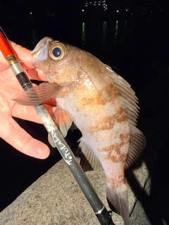 メバルの釣果