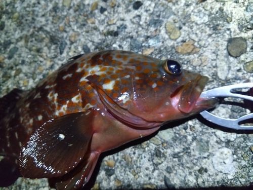 キジハタの釣果