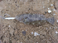 ソゲの釣果