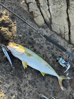 ヒラマサの釣果