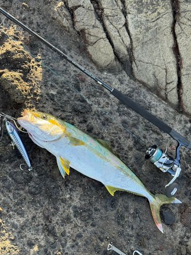 ヒラマサの釣果