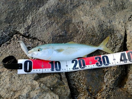 ツバスの釣果