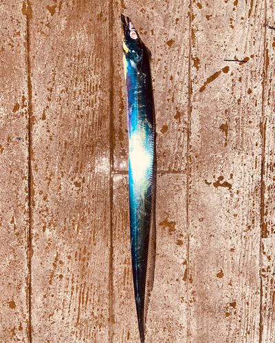 タチウオの釣果