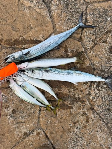 サゴシの釣果