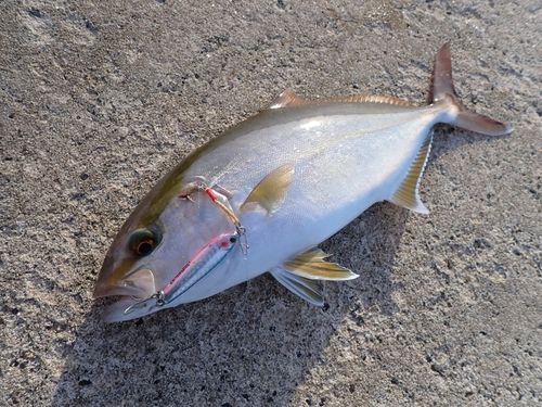 シオの釣果