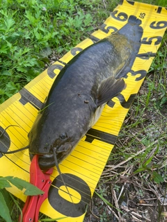ナマズの釣果