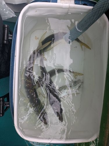 マアジの釣果