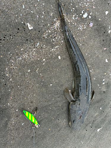 マゴチの釣果