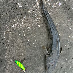 マゴチ