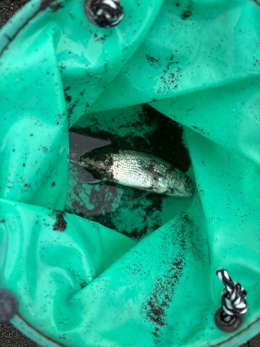 イシモチの釣果