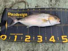 ネリゴの釣果