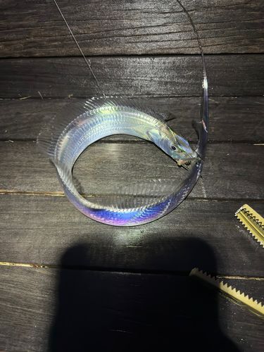 タチウオの釣果