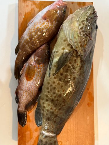 クエの釣果