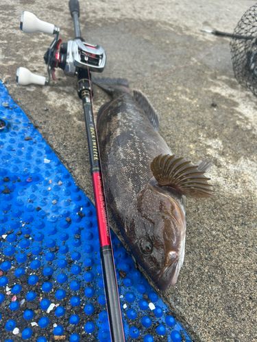 アブラコの釣果