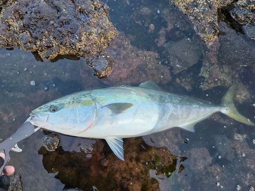 ブリの釣果