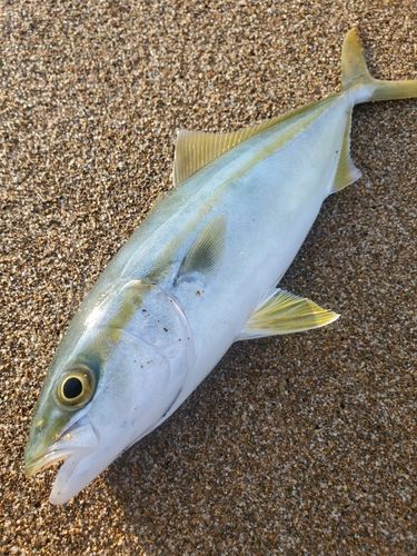 ツバスの釣果