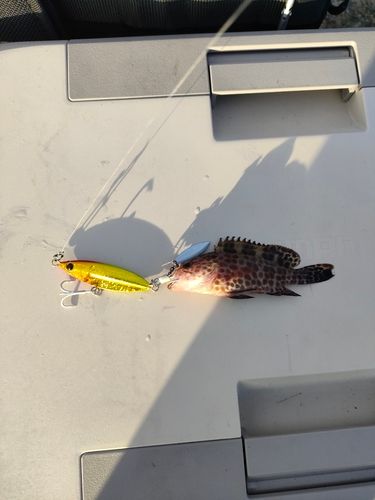 オオモンハタの釣果