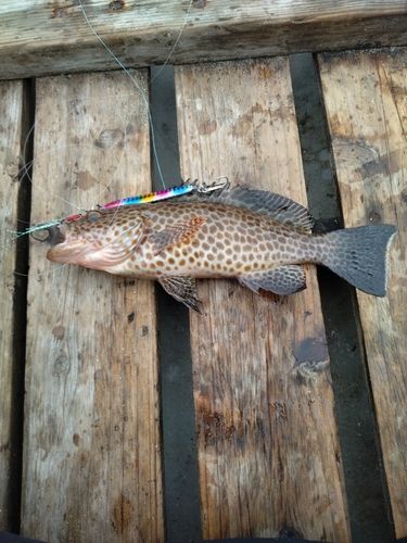 オオモンハタの釣果
