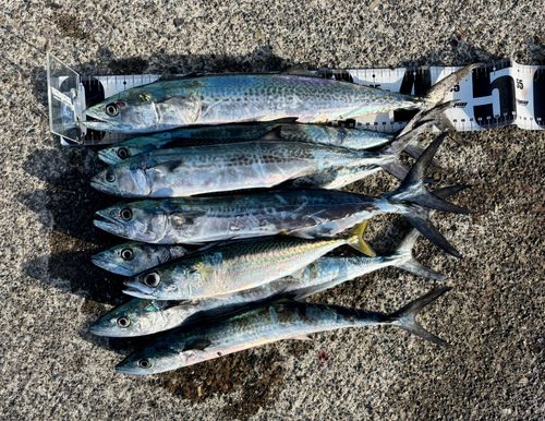 サゴシの釣果