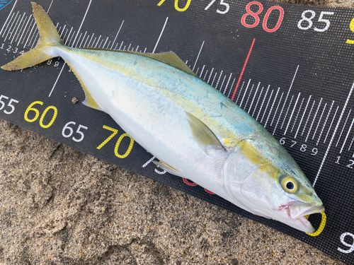 イナダの釣果