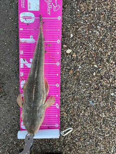 マゴチの釣果