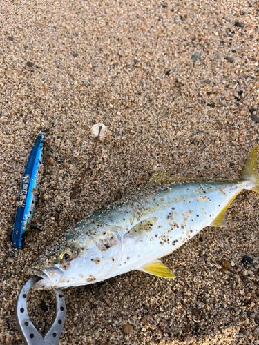 ツバスの釣果
