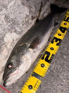 シーバスの釣果