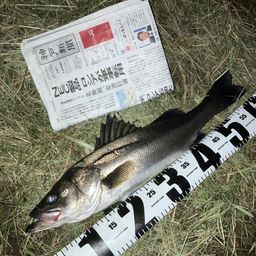 セイゴ（マルスズキ）