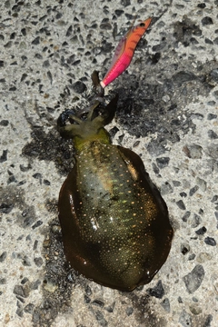 アオリイカの釣果
