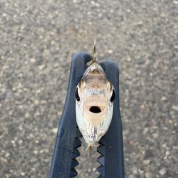 ヒイラギ