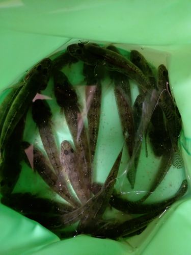 マハゼの釣果