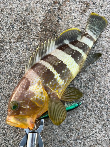 魚津漁港