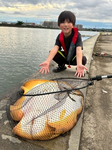 アカエイの釣果