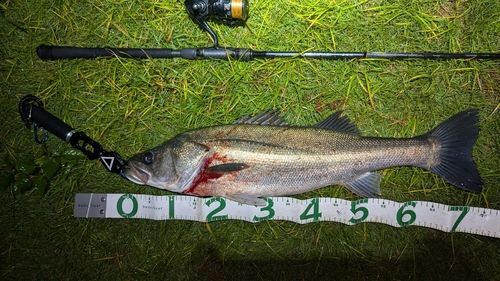 スズキの釣果