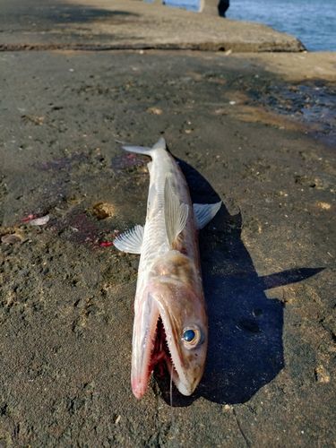 エソの釣果