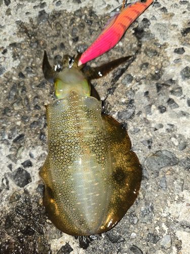 アオリイカの釣果