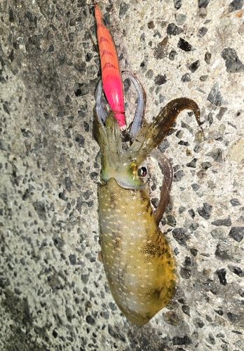 アオリイカの釣果