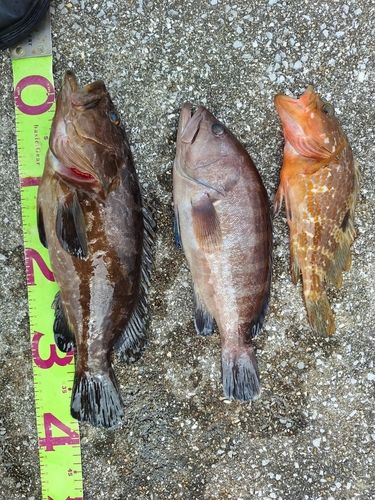 クエの釣果