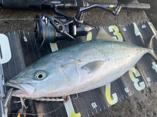 イナダの釣果